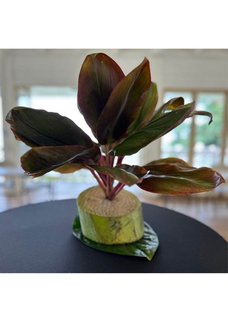 Farm Fresh Florals - LĀʻI GREEN &amp; VARIEGATED
