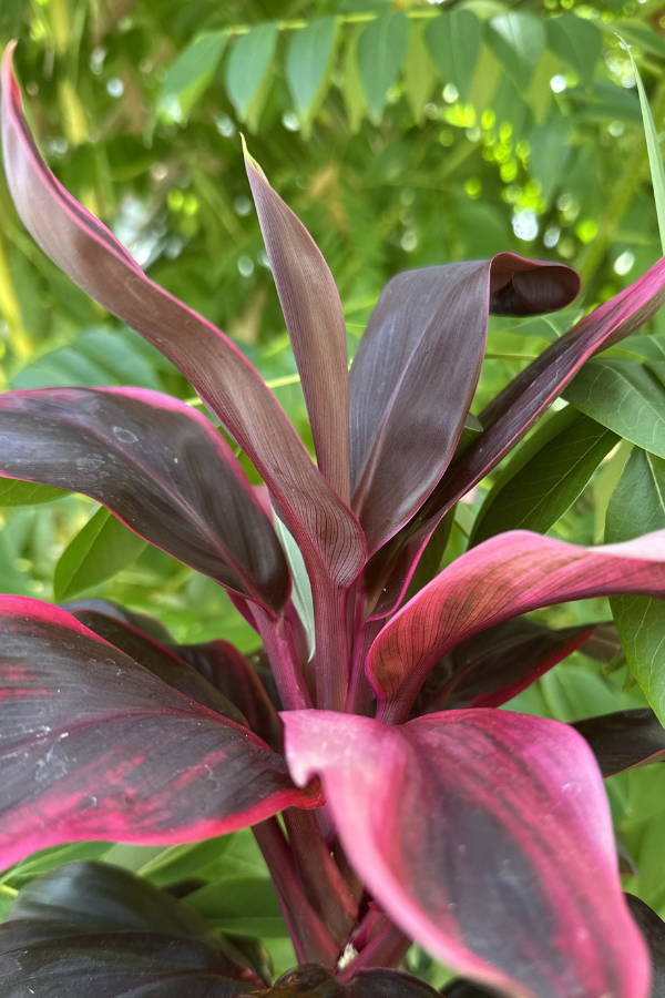 Farm Fresh Florals - LĀʻI PINK &amp; RED