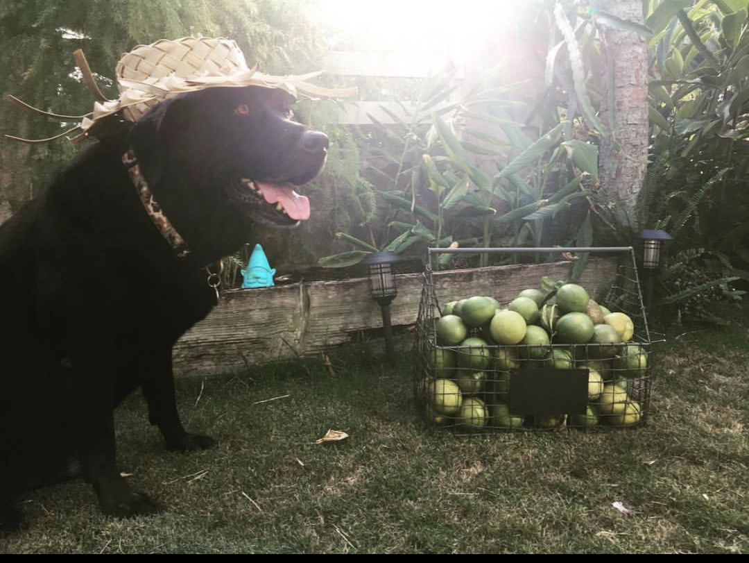 Pūpūs for Pups