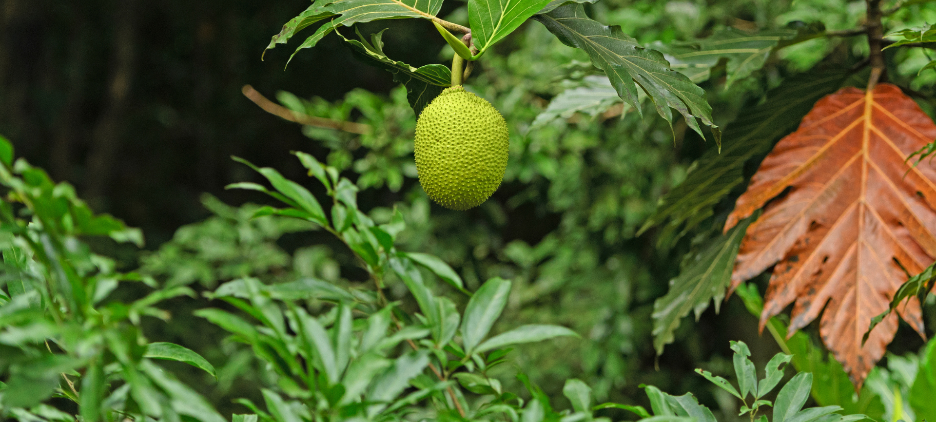 A green breadfruit hanging from a branch with large ulu leaves in a lush green outdoor setting.