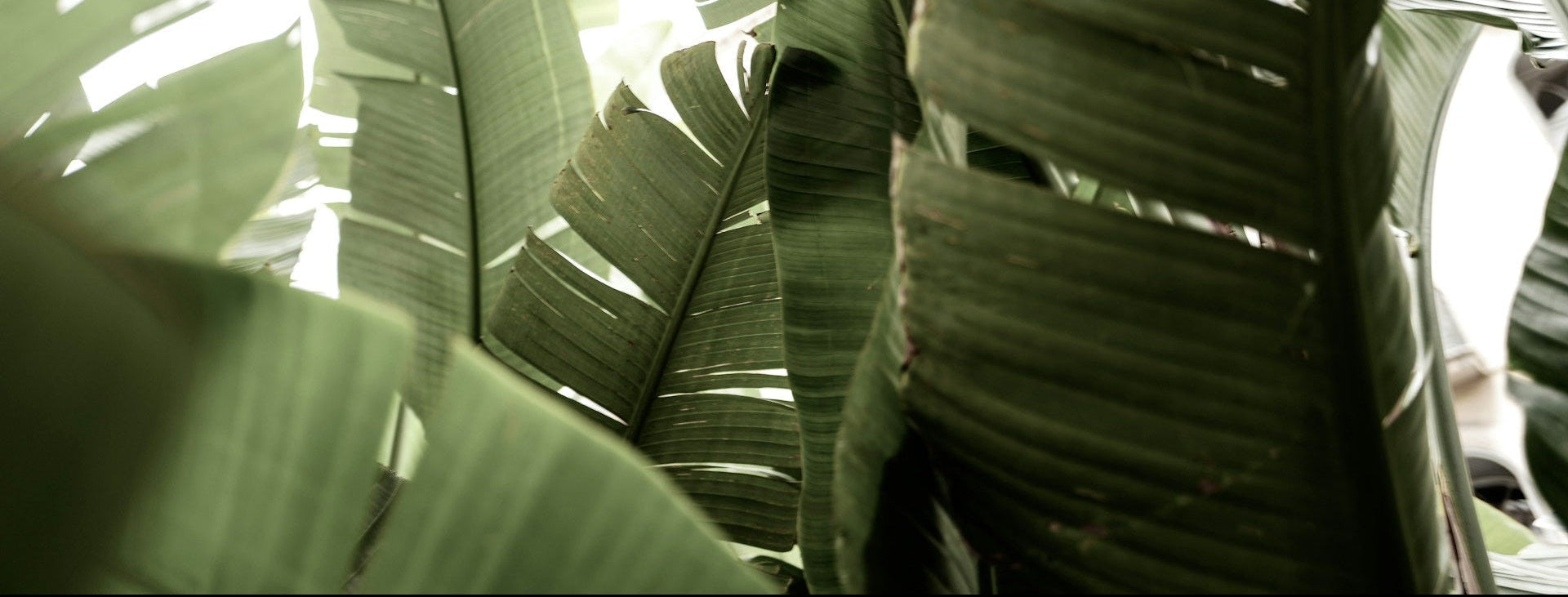 Close-up of green banana leaves with a blurred background