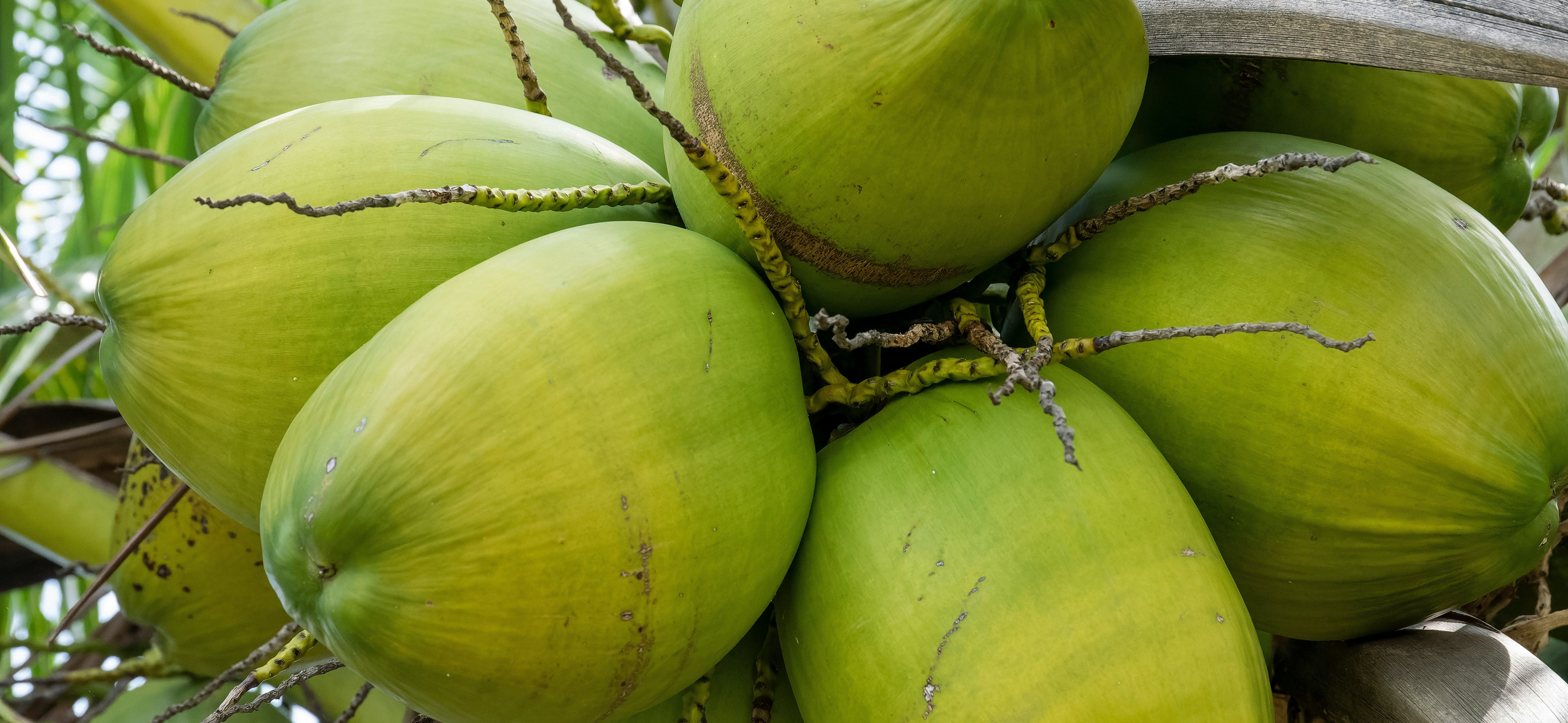 Green coconuts hanging from a tree